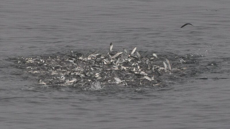 ボイル、ライズとナブラ｜シーバスや青物がライズしてベイトがたくさん居るのに食ってこない時の対処法,ルアー