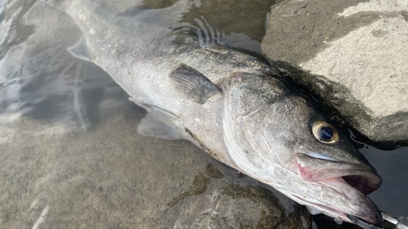 シーバスがライズしててベイトがわんさか居るのに食ってこない時