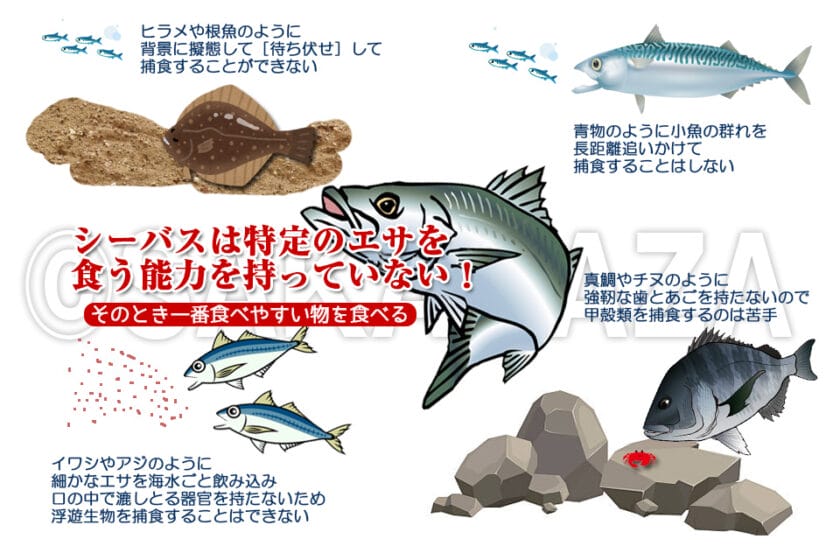 シーバスの食性