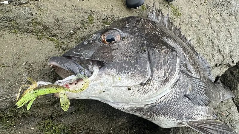 リトルスパイダー、インプレ、使い方