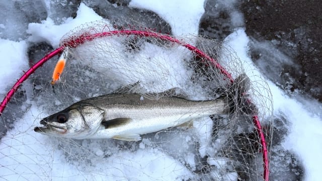 シーバス、冬に釣りやすい魚種｜冬の海でルアーで釣れる魚と釣り方