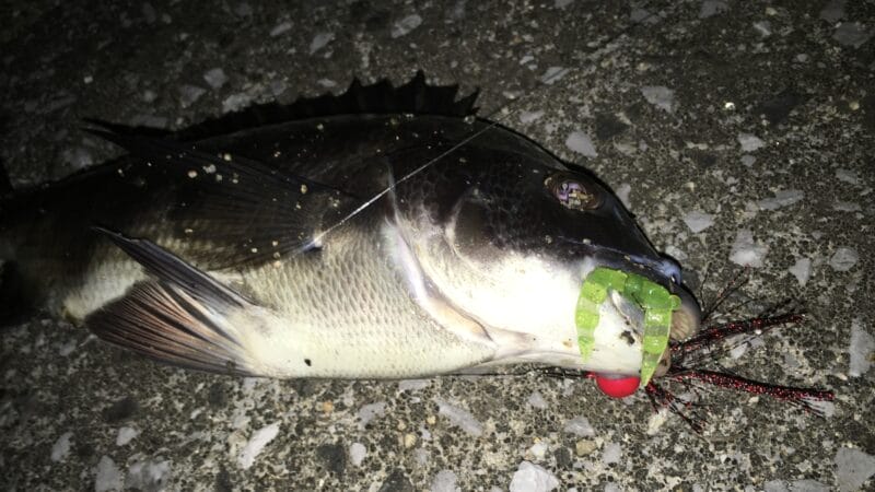 チニング、バブルスピア、インプレ