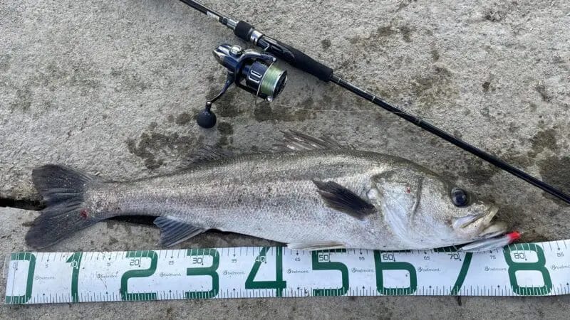 秋冬のおすすめシーバスロッド