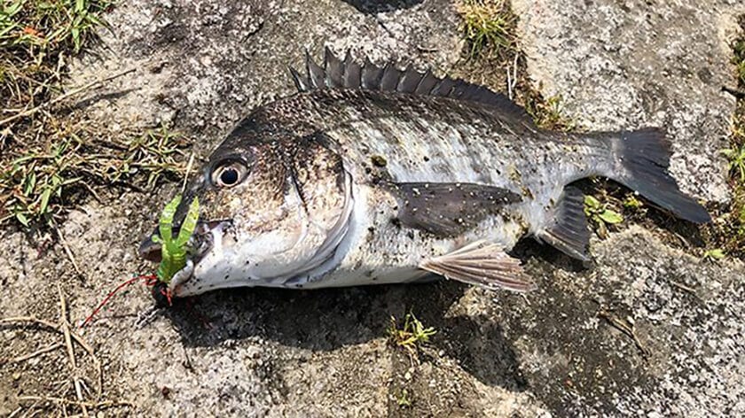 チニング釣り方
