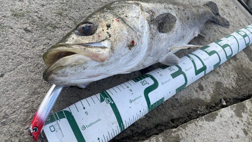 秋のシーバスルアーおすすめ