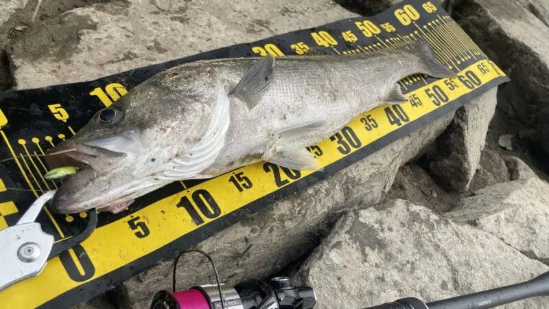 秋冬のシーバスPEライン、おすすめ