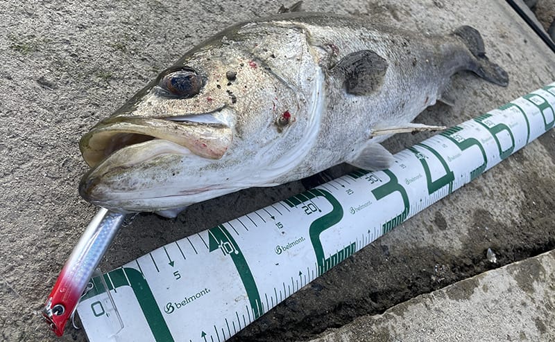 使い方｜コモモSF-125、インプレ