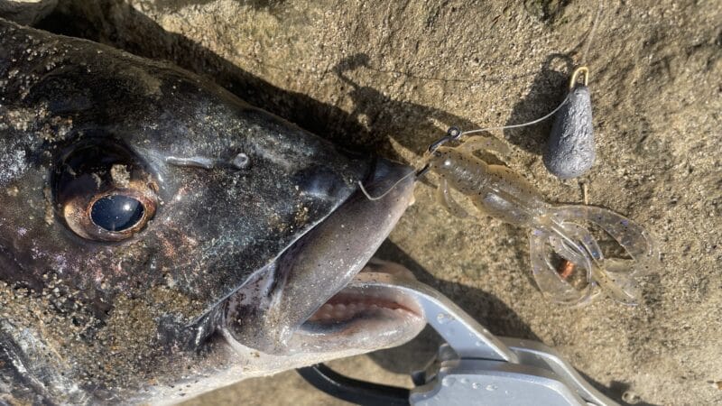 フリリグ、チニング、仕掛け