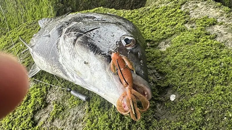 クレイジーフラッパー、インプレ