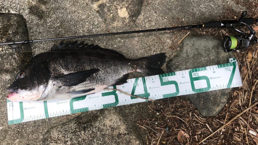 チニング、スピニングロッド、おすすめ