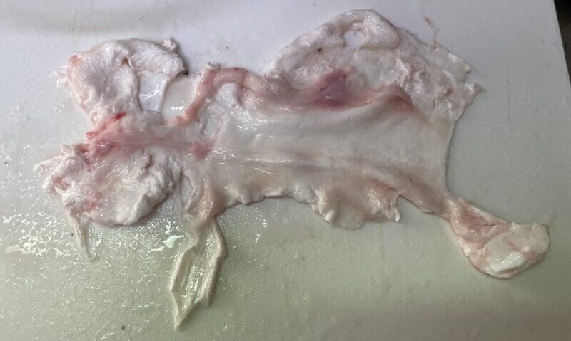 浮き袋を掃除|シーバス(スズキ),浮袋,料理,レシピ,釣果メシ