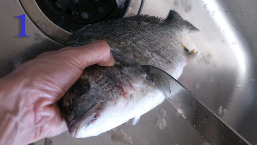 真鯛、チヌ、黒鯛、ウロコ取り