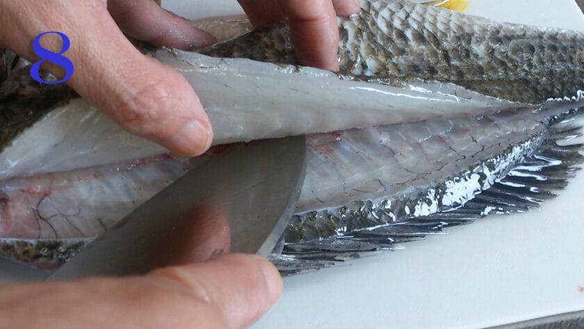 真鯛、チヌ、黒鯛、さばき方