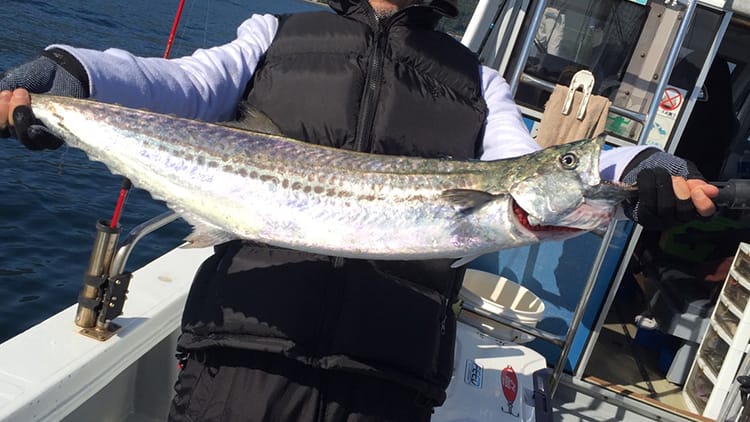 岩国沖サワラゲーム徹底解説