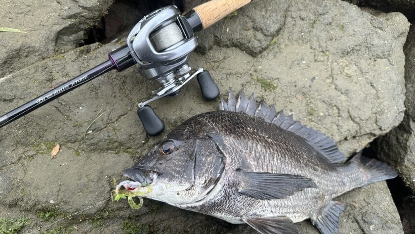 ブレニアスエクスチューン、インプレ