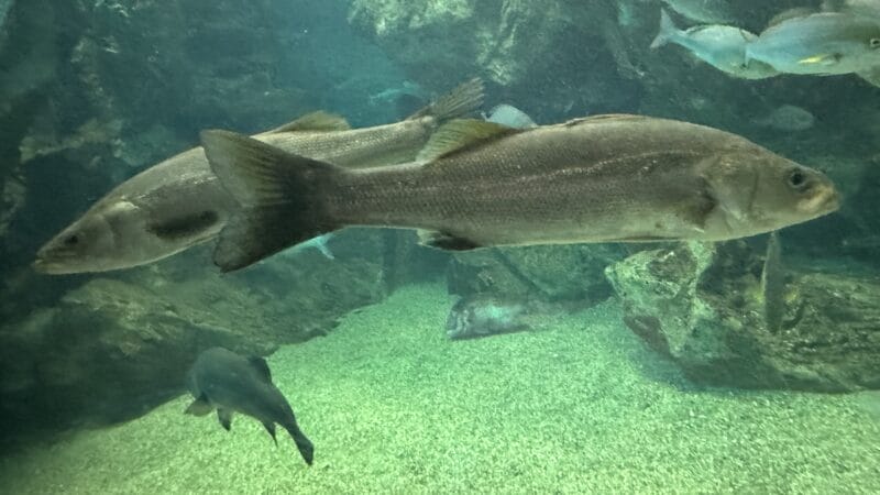 食べ頃サイズのシーバス