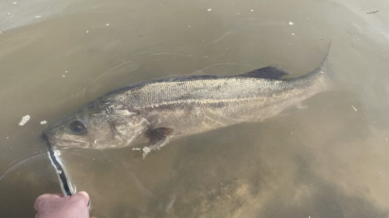 シーバスは昼と夜どっちが釣れる?
