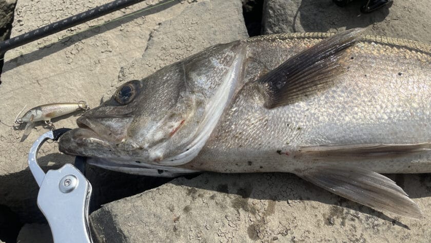 春のシーバスゲーム攻略、初心者