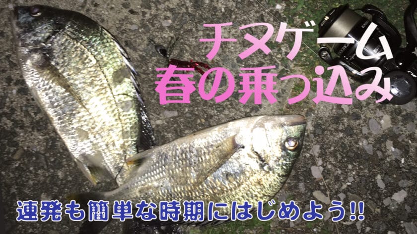 チニング乗っ込み