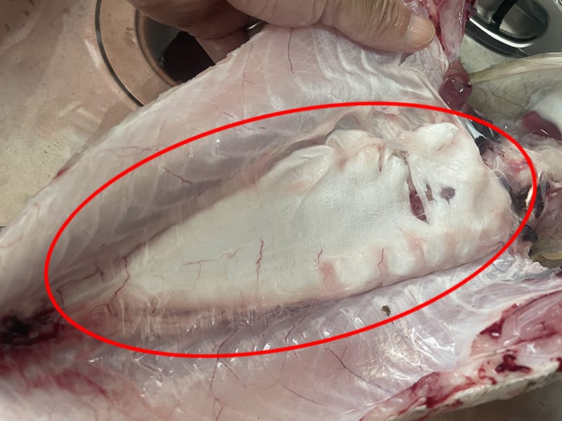 浮袋を取り出す|シーバス(スズキ),浮袋,料理,レシピ,釣果メシ