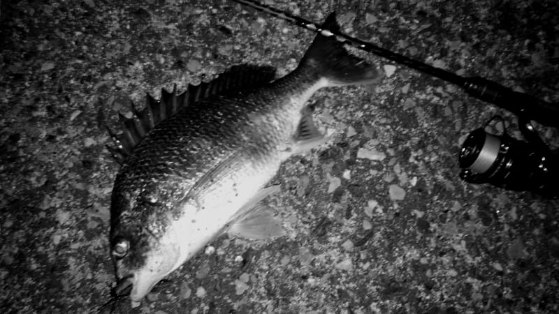 チニング、釣れない、打開策