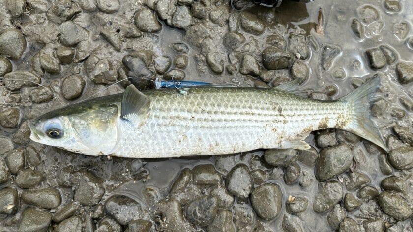 ボラ｜チニングで釣れる魚、外道