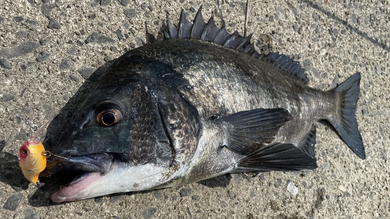 クランク|チヌの最強プラグルアー