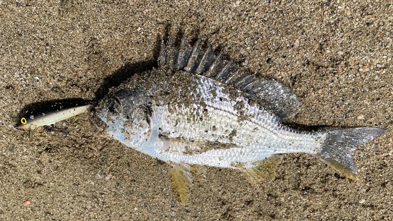 ミノー|チヌの最強プラグルアー