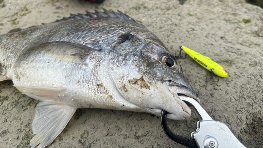 チニング、バイブレーション、おすすめ