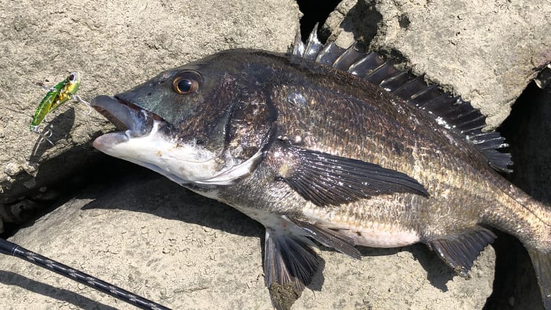 夏のチニング、楽しむ方法、デイゲーム、プラッキングゲーム