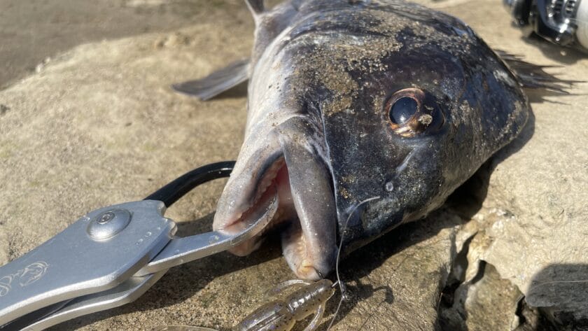 チニングのリーダーのおすすめ