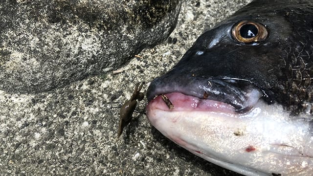 チヌ(クロダイ)の食性