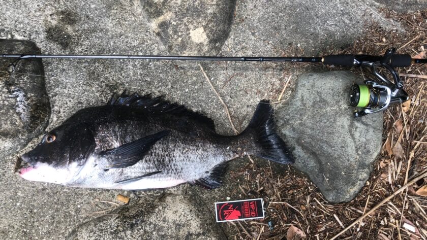 ファイトの違い|チヌ(クロダイ)とキビレの違い