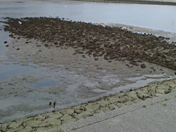 リップラップ（ゴロタ場）｜チニングのポイント