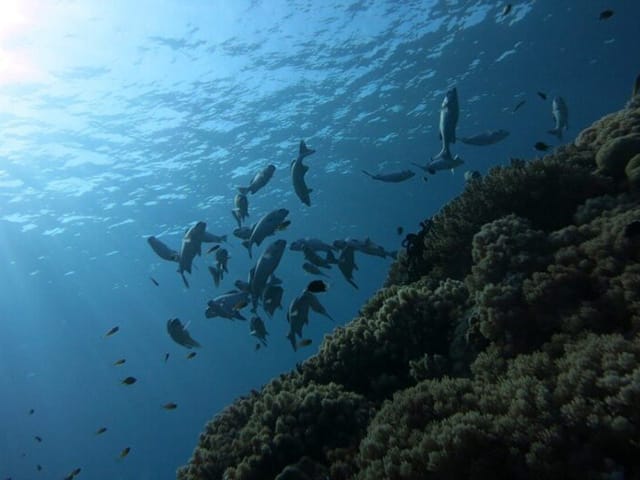 身を隠せる場所|フラットフィッシュのポイント