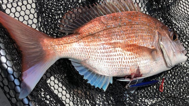 真鯛、春のSLJ=スーパーライトショアジギングで釣れる魚
