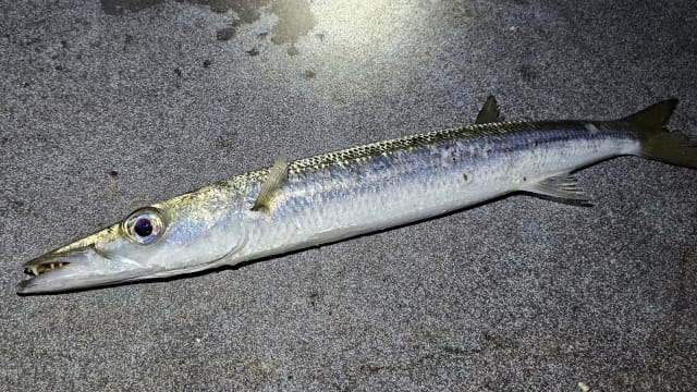 カマス、春のSLJ=スーパーライトショアジギングで釣れる魚
