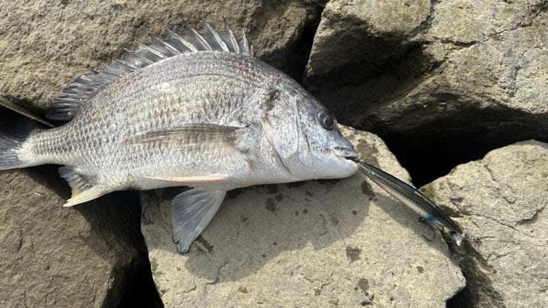 アイマ コスケ110Fでチヌ