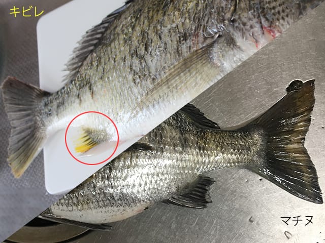 尻ビレで判断|チヌとキビレの違い