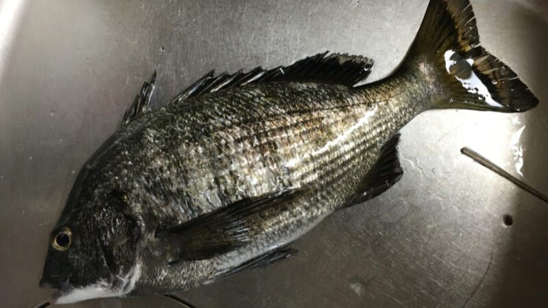 チヌ(クロダイ)の生態と食性