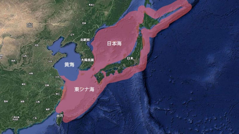 日本のヒラメの生息地|ヒラメの食性と生態