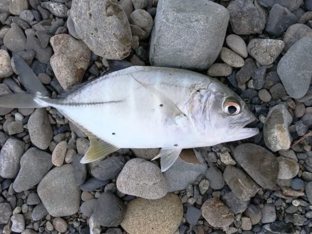 メッキ、春のSLJ=スーパーライトショアジギングで釣れる魚