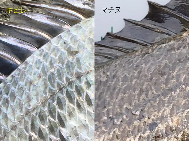側線から上のうろこの枚数|チヌ(クロダイ)とキビレの違い