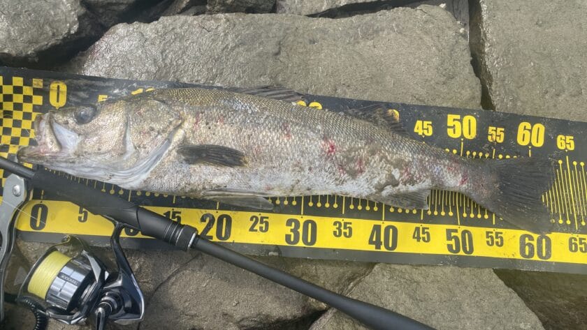 シーバスのタックル全集！初心者