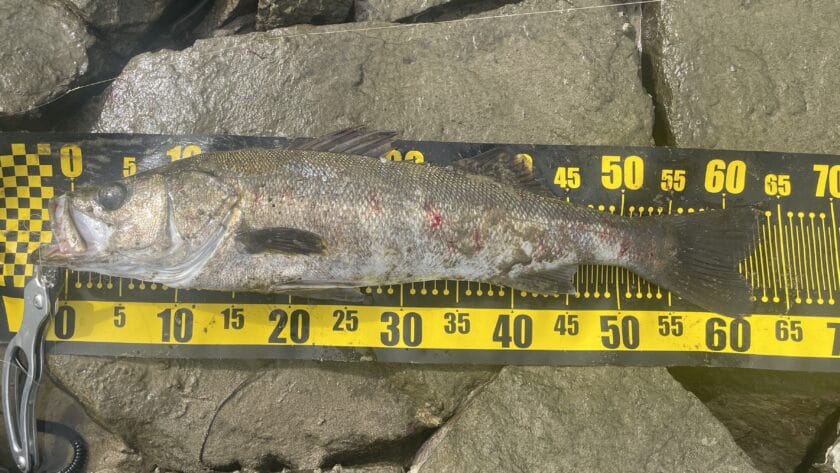 ワイドフィッシングメジャーおすすめ、選び方