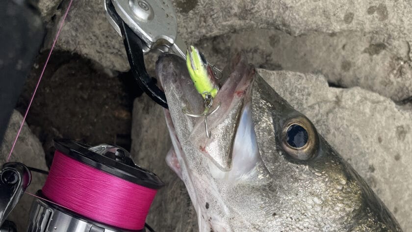 シーバス用PEラインのおすすめ