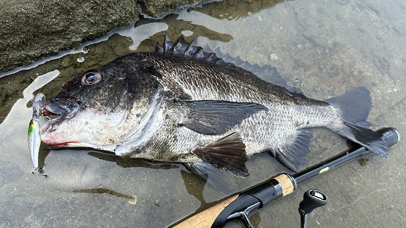 シャッド|チヌの最強プラグルアー
