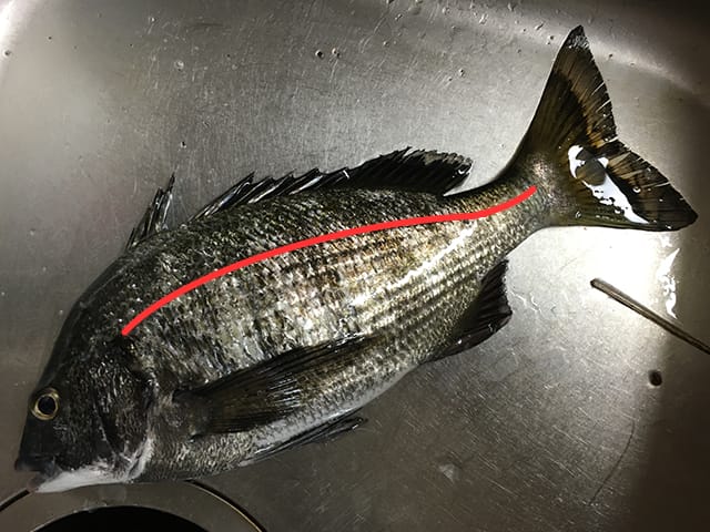 側線|チヌ(クロダイ)とキビレの違い