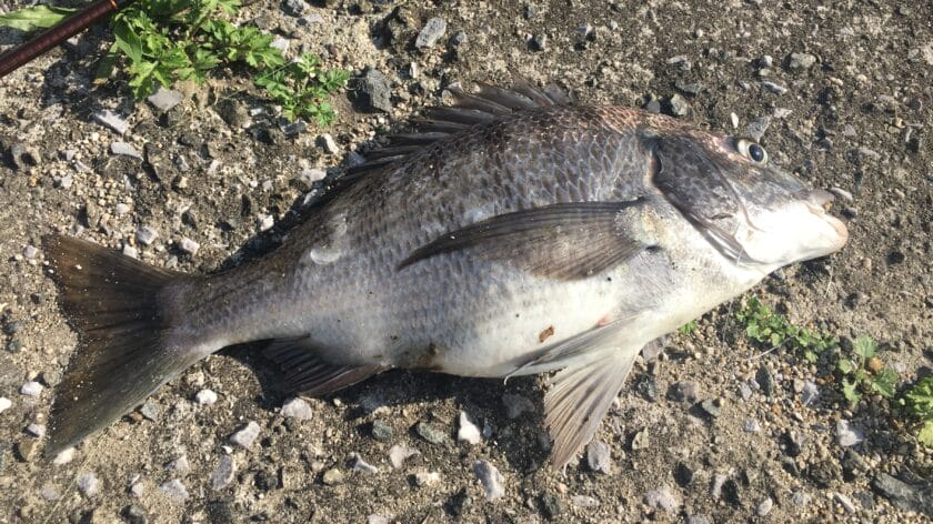 春｜チニング、時期、釣り方