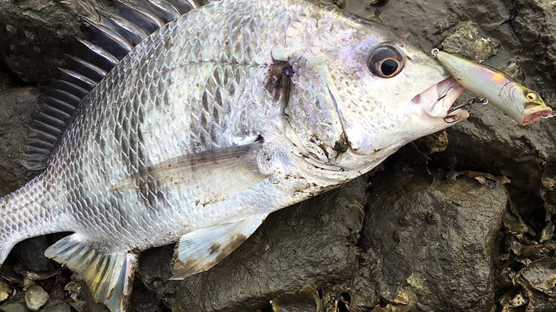 夏｜チニング、時期、釣り方